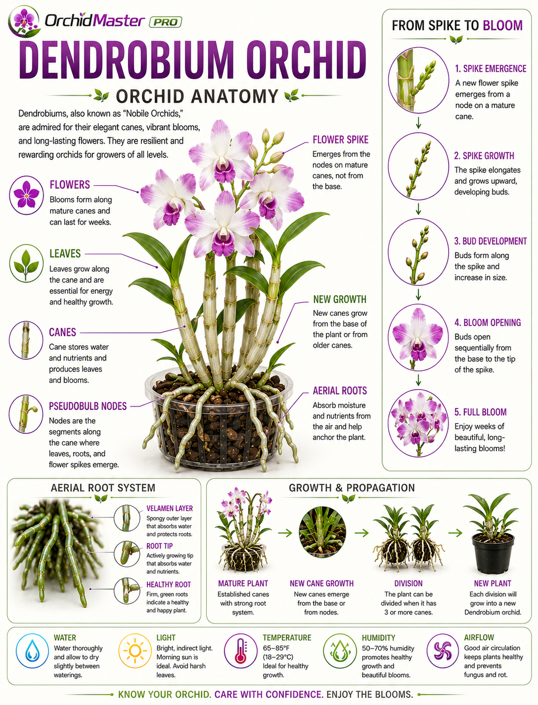 Dendrobium orchid anatomy guide