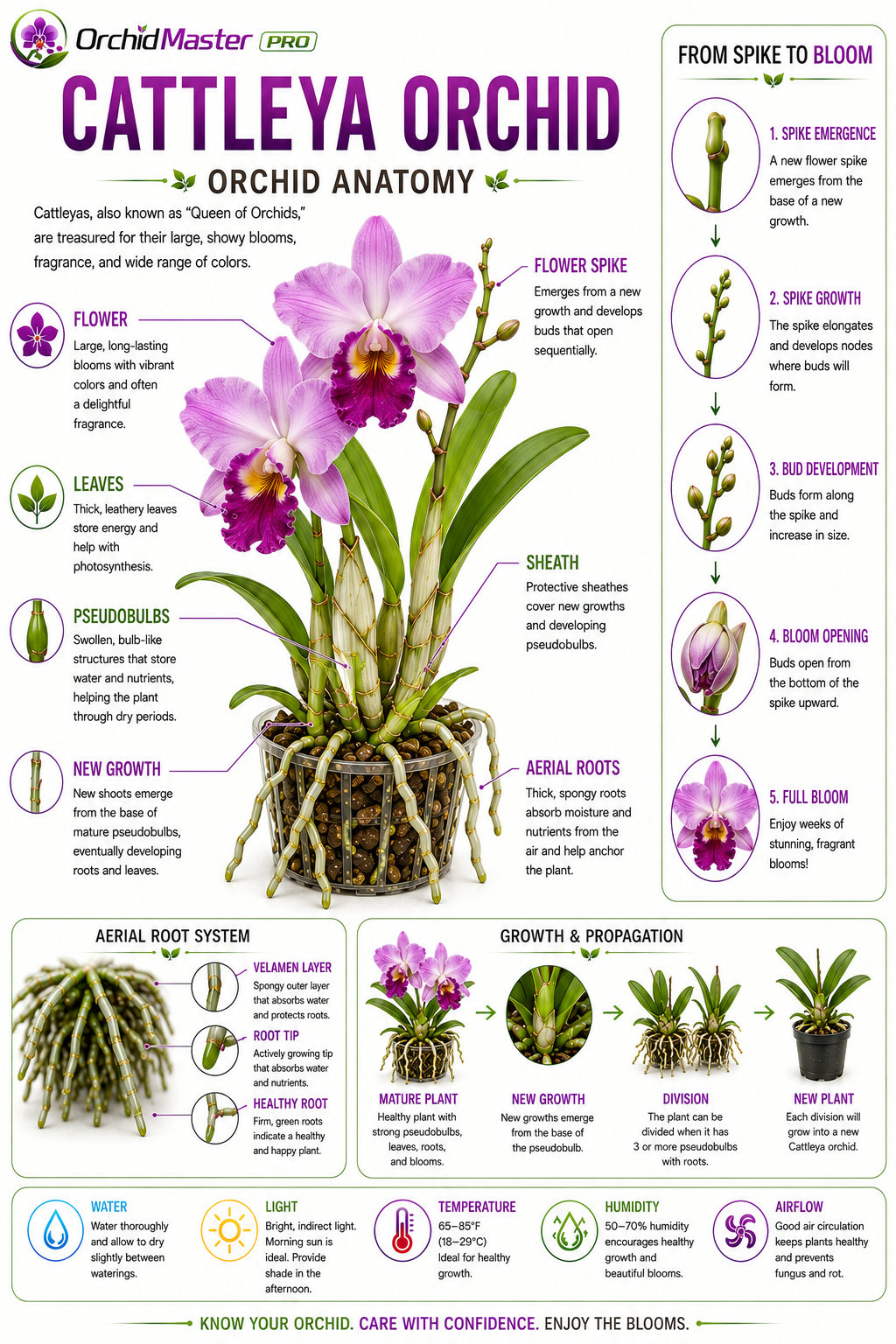 Cattleya orchid anatomy guide