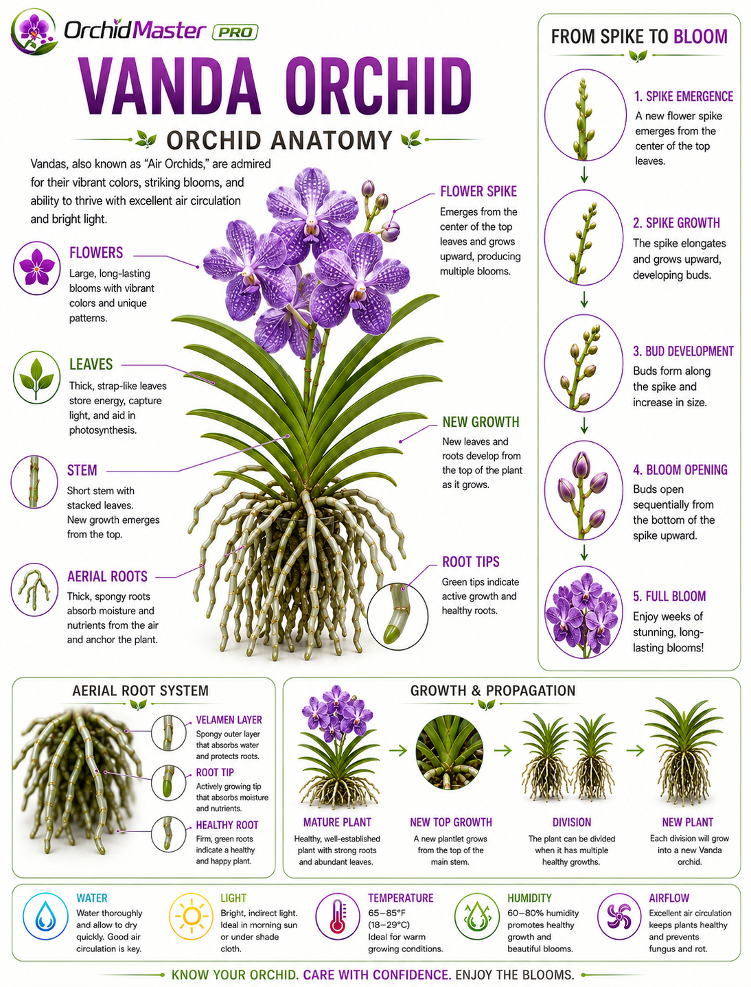 Vanda orchid anatomy guide