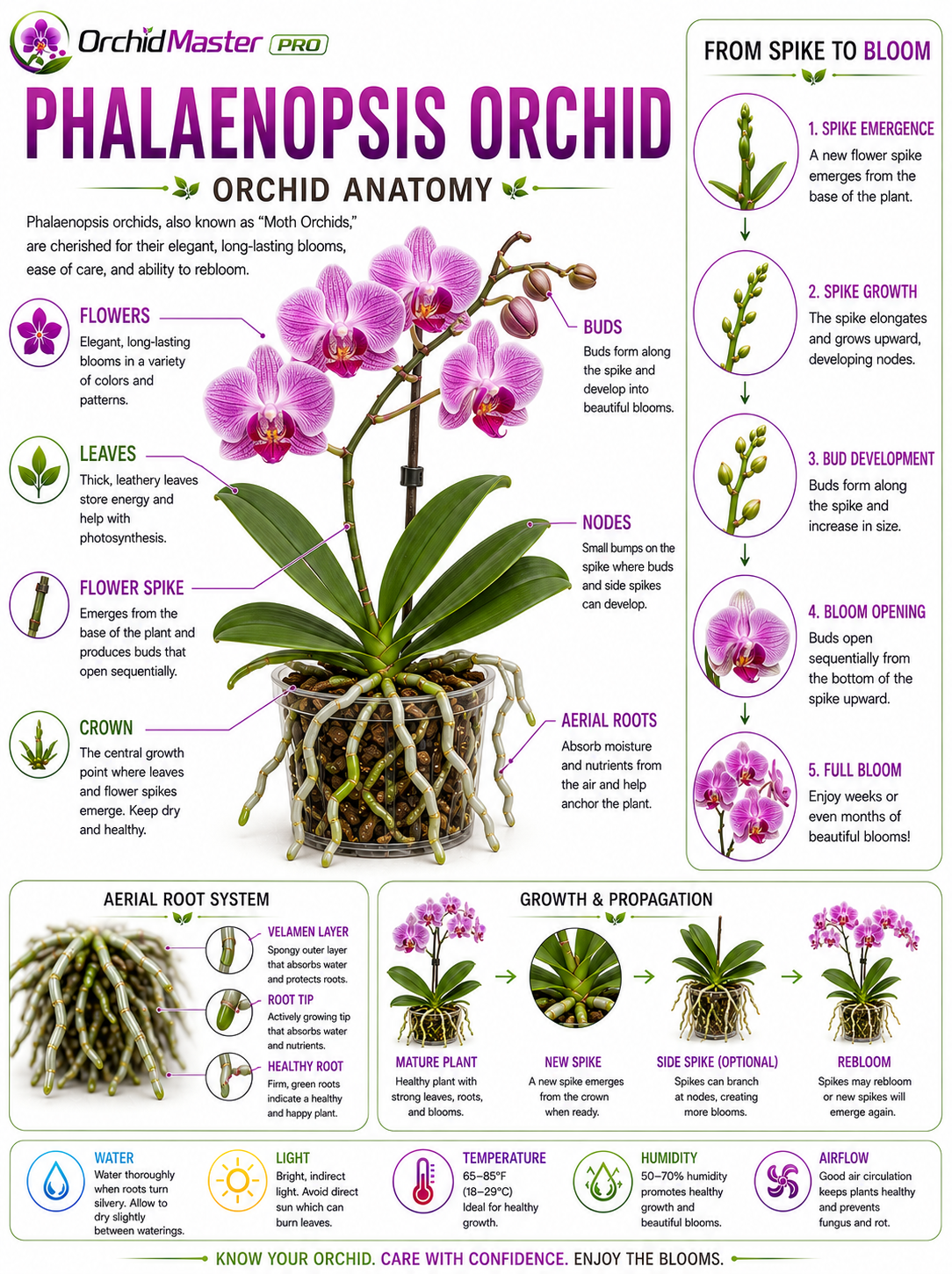 Phalaenopsis orchid anatomy guide