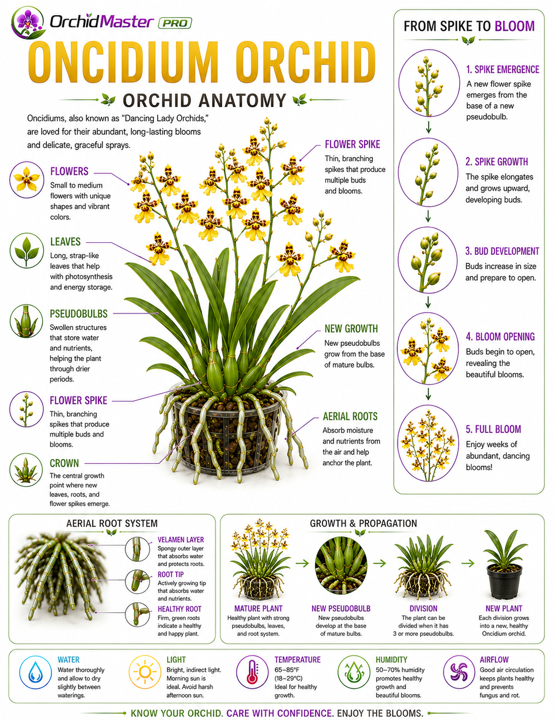 Oncidium orchid anatomy guide
