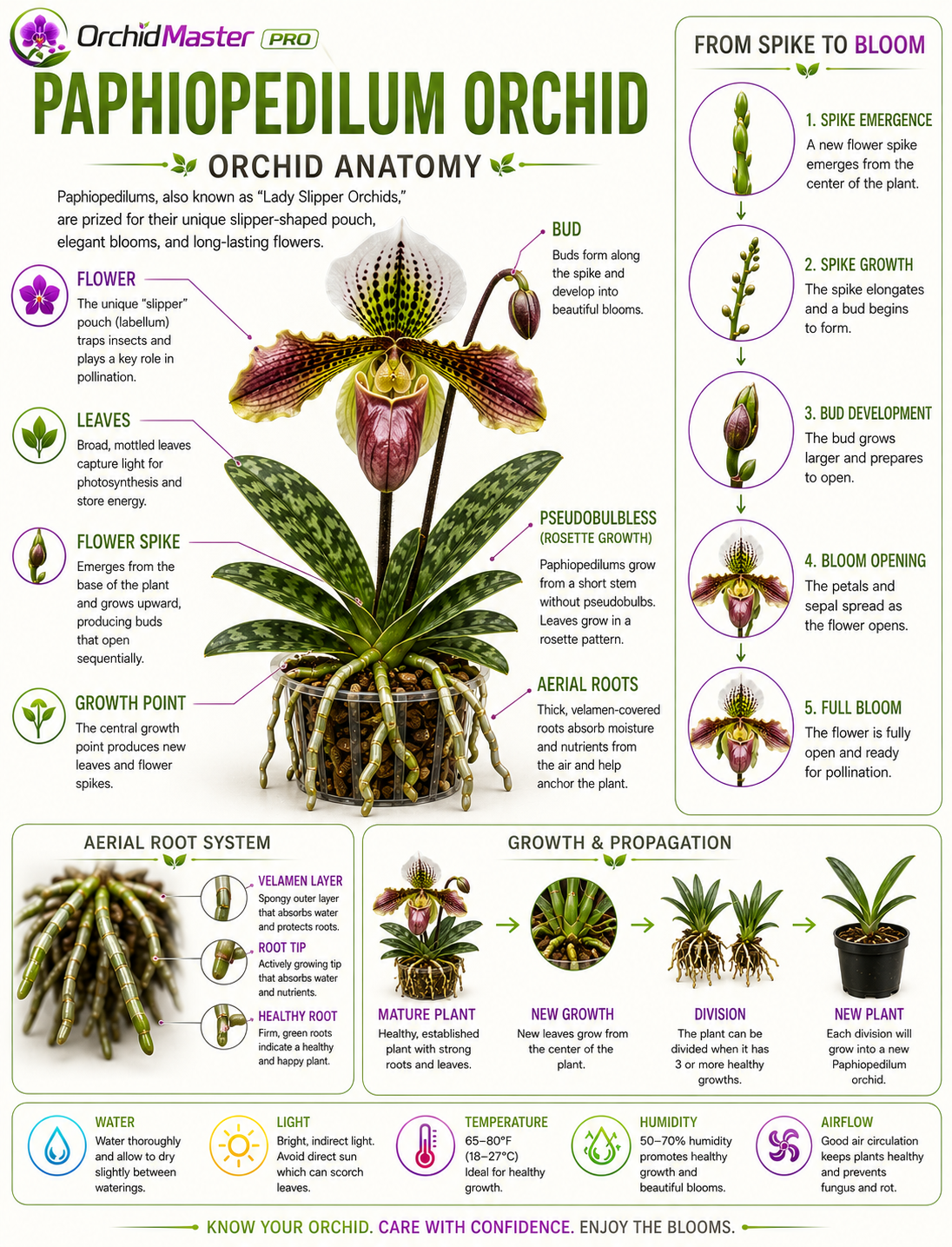 Paphiopedilum orchid anatomy guide